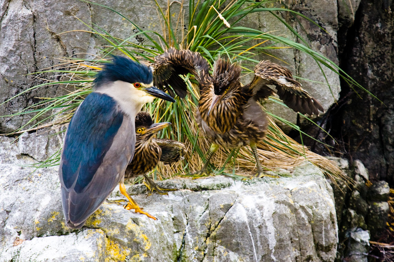 Black-Crowned Night Heron And Chicks